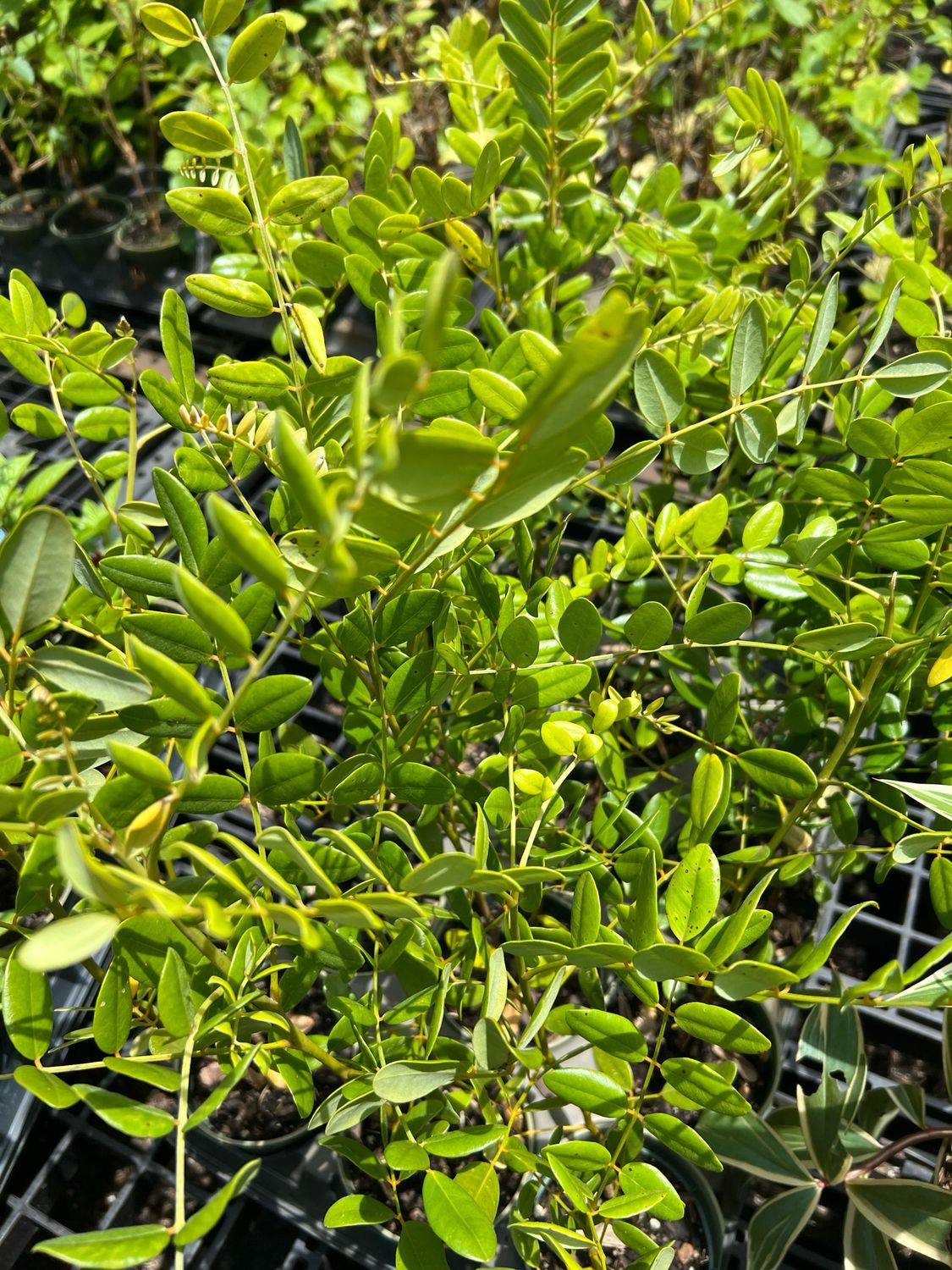 Yellow Necklacepod, Native (Sophora tomentosa) 4&quot;