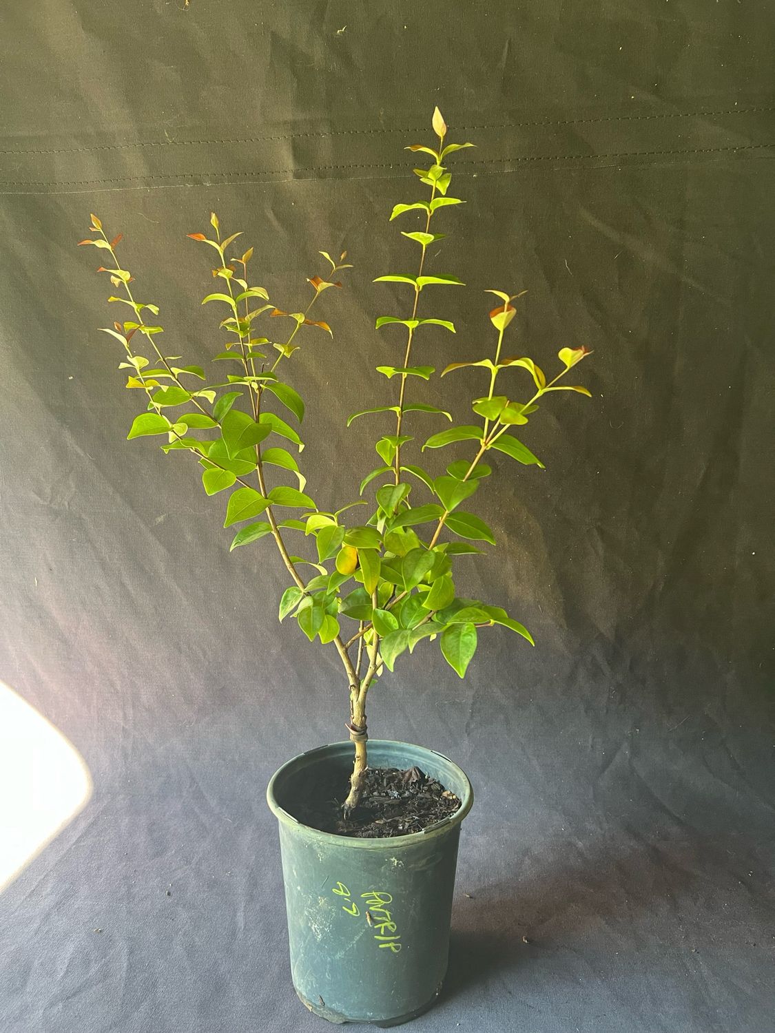 Surinam Cherry - 'Zill's Black',  1G (Eugenia uniflora)