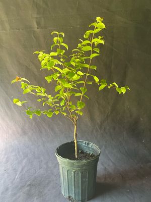Surinam Cherry - 'Zill's Black',  1G (Eugenia uniflora)