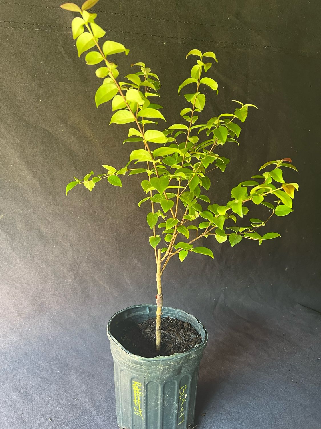 Surinam Cherry - 'Zill's Black',  1G (Eugenia uniflora)
