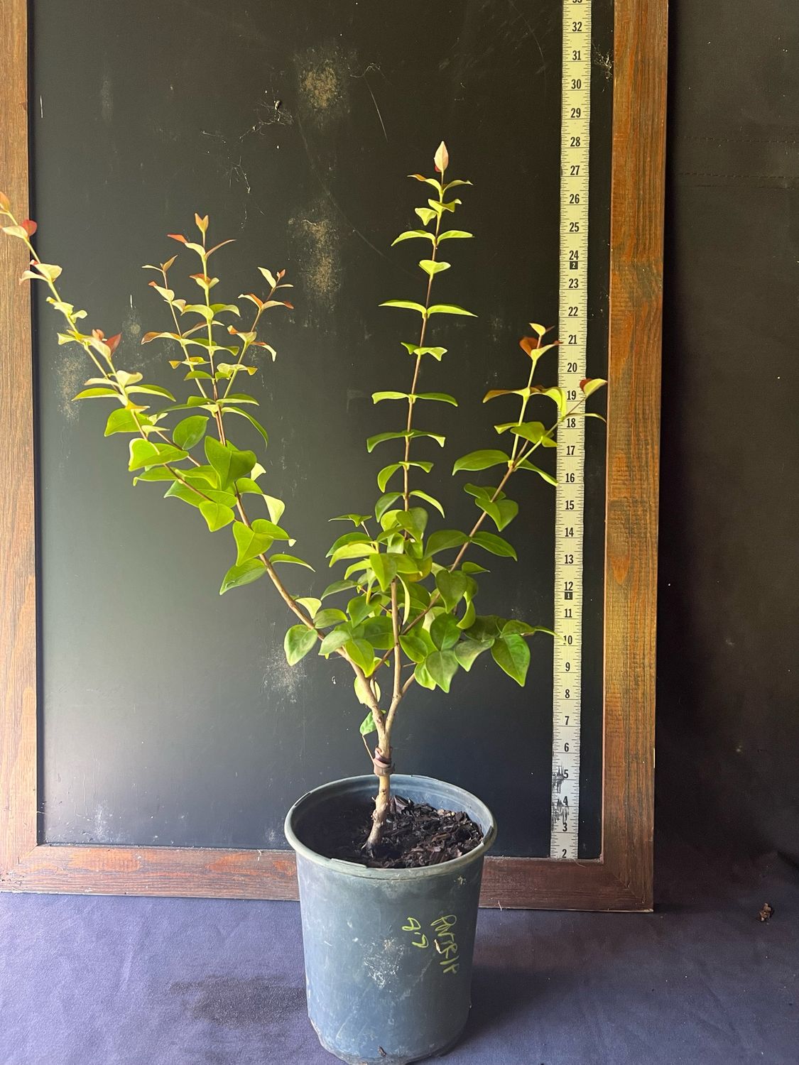 Surinam Cherry - 'Zill's Black',  1G (Eugenia uniflora)