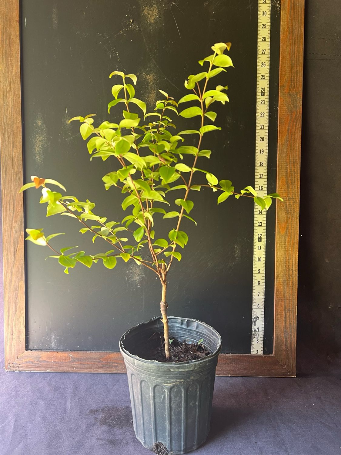 Surinam Cherry - 'Zill's Black',  1G (Eugenia uniflora)