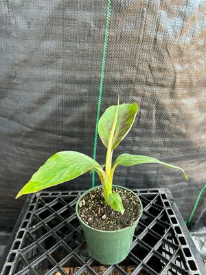 Banana - Dwarf Gold Finger (Musa acuminata), 4"