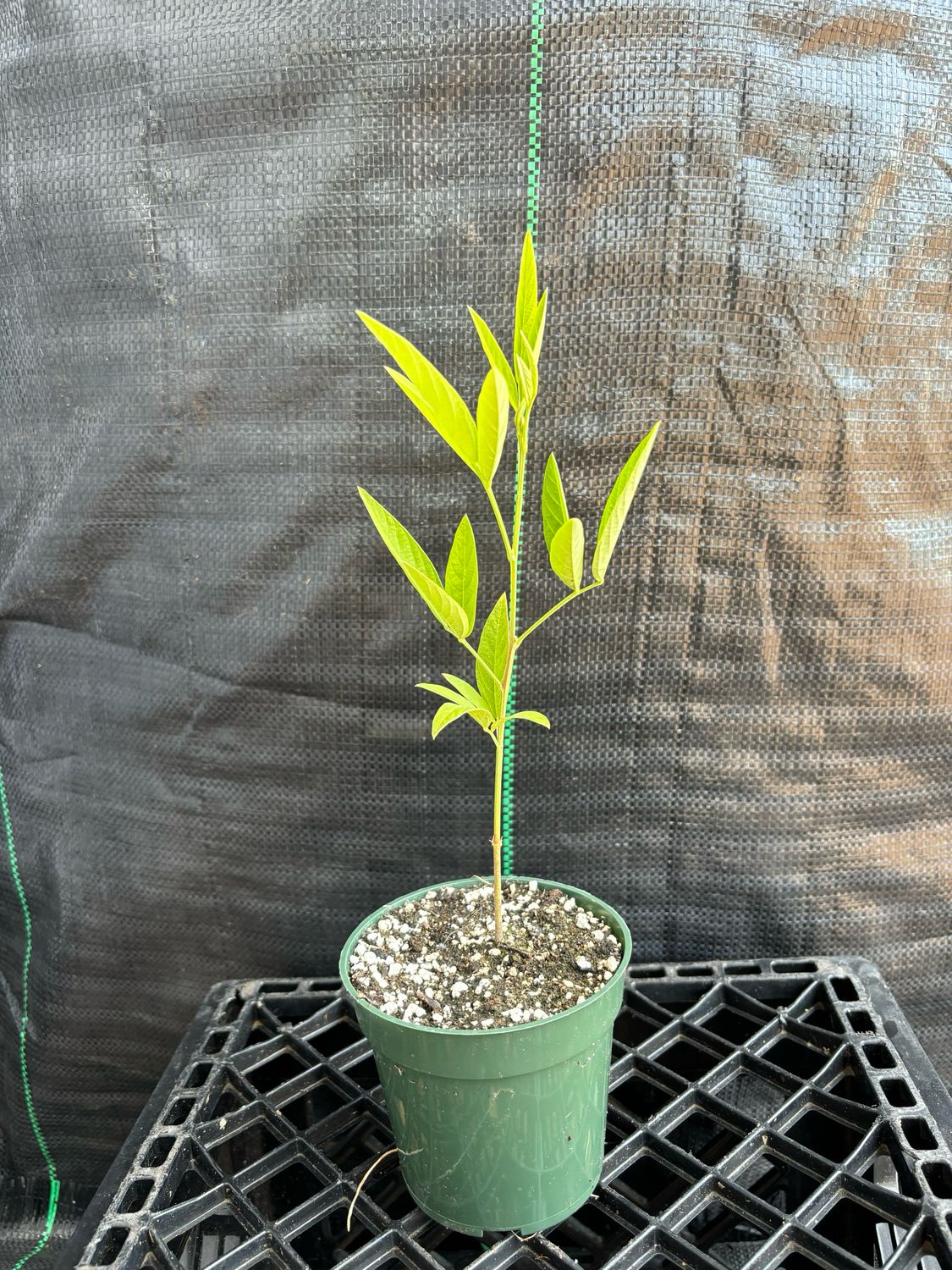 Pigeon Pea - Yellow (Cajanus cajan) 4" Pigeon Pea - Yellow (Cajanus cajan) 4"