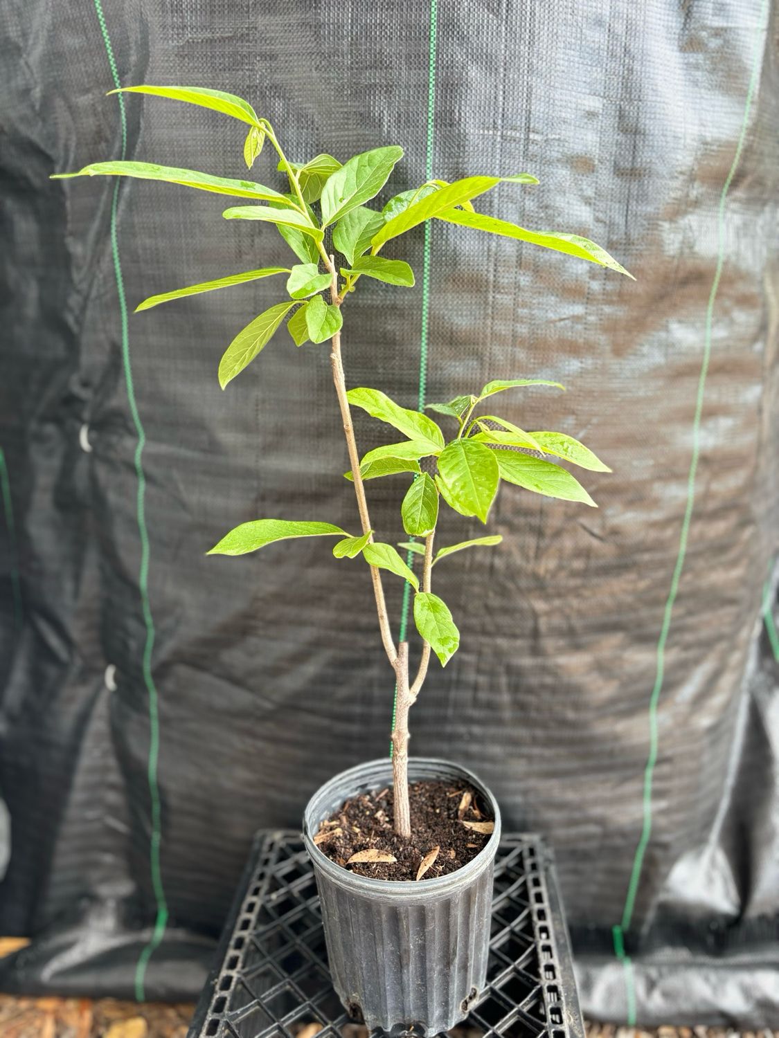 Cherilata - &#39;Painter&#39; (Grafted Annona sp.) 1G
