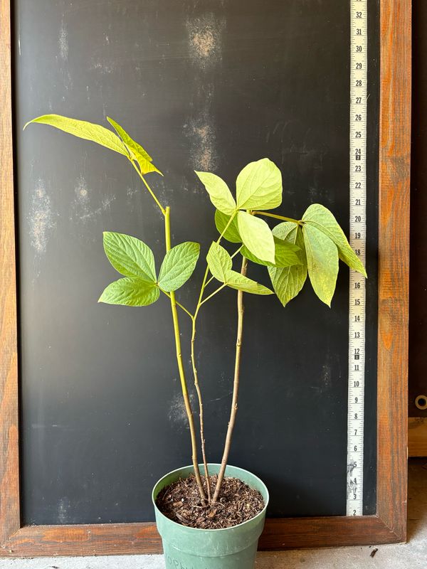 Flemengia macrophylla, 1G