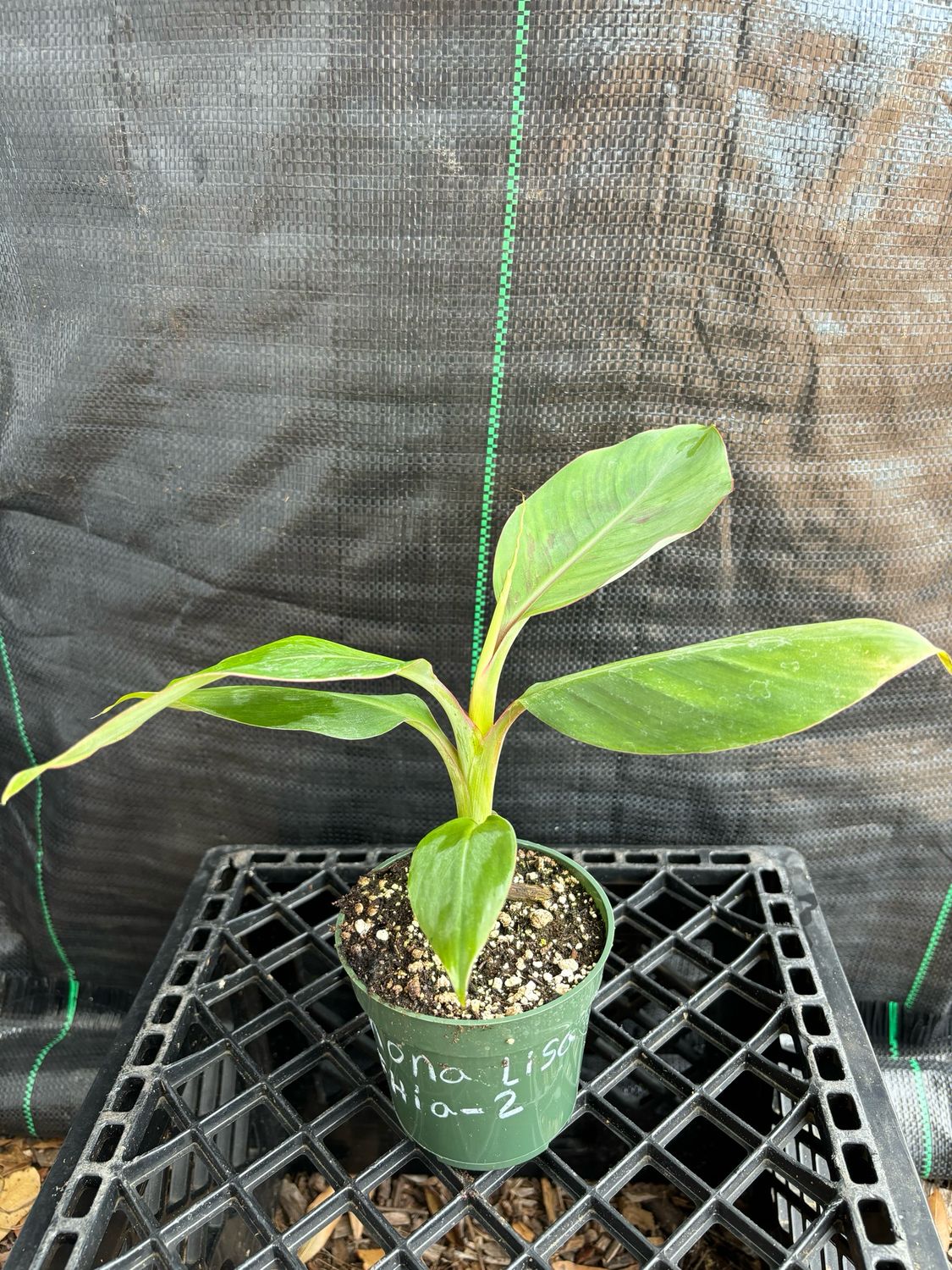 Banana - &#39;Mona Lisa&#39; (Musa acuminata) 4&quot; / Tissue Culture