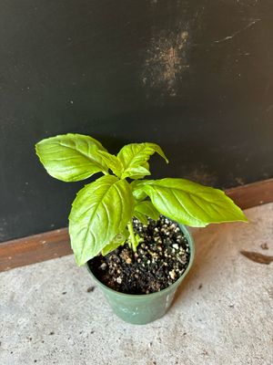 Basil - &#39;Lettuce Leaf&#39; (Ocimum basilicum) 4&quot;