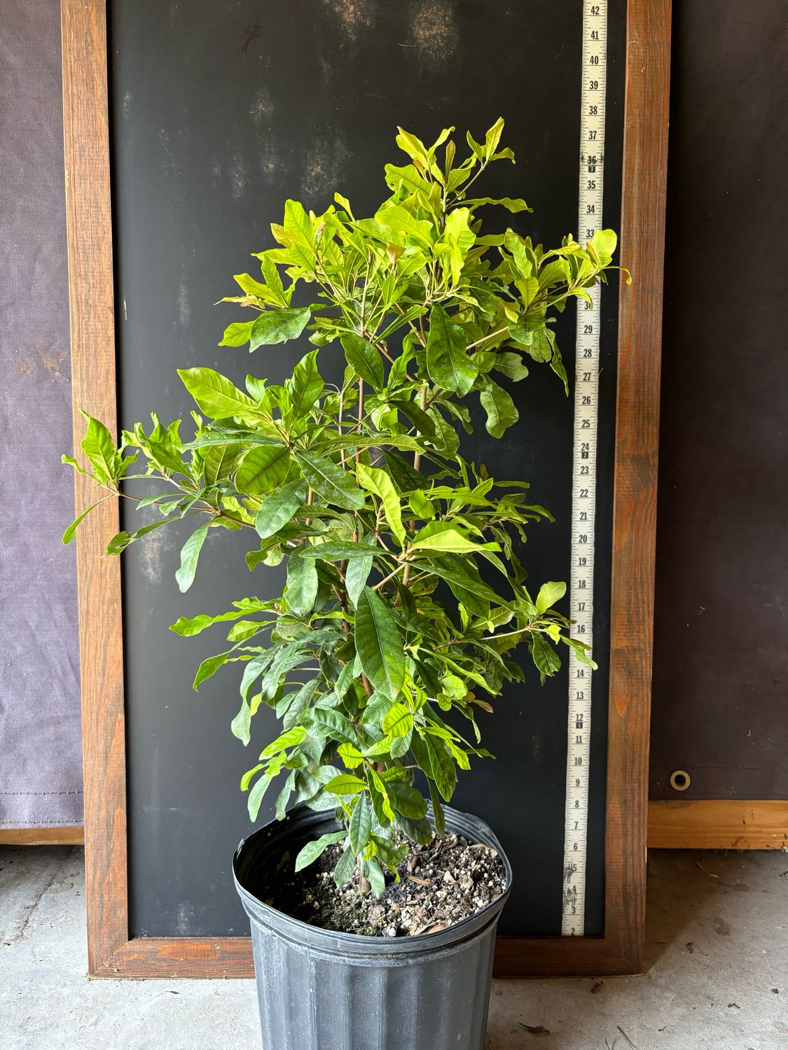 Miracle Fruit (Synsepalum dulcificum)