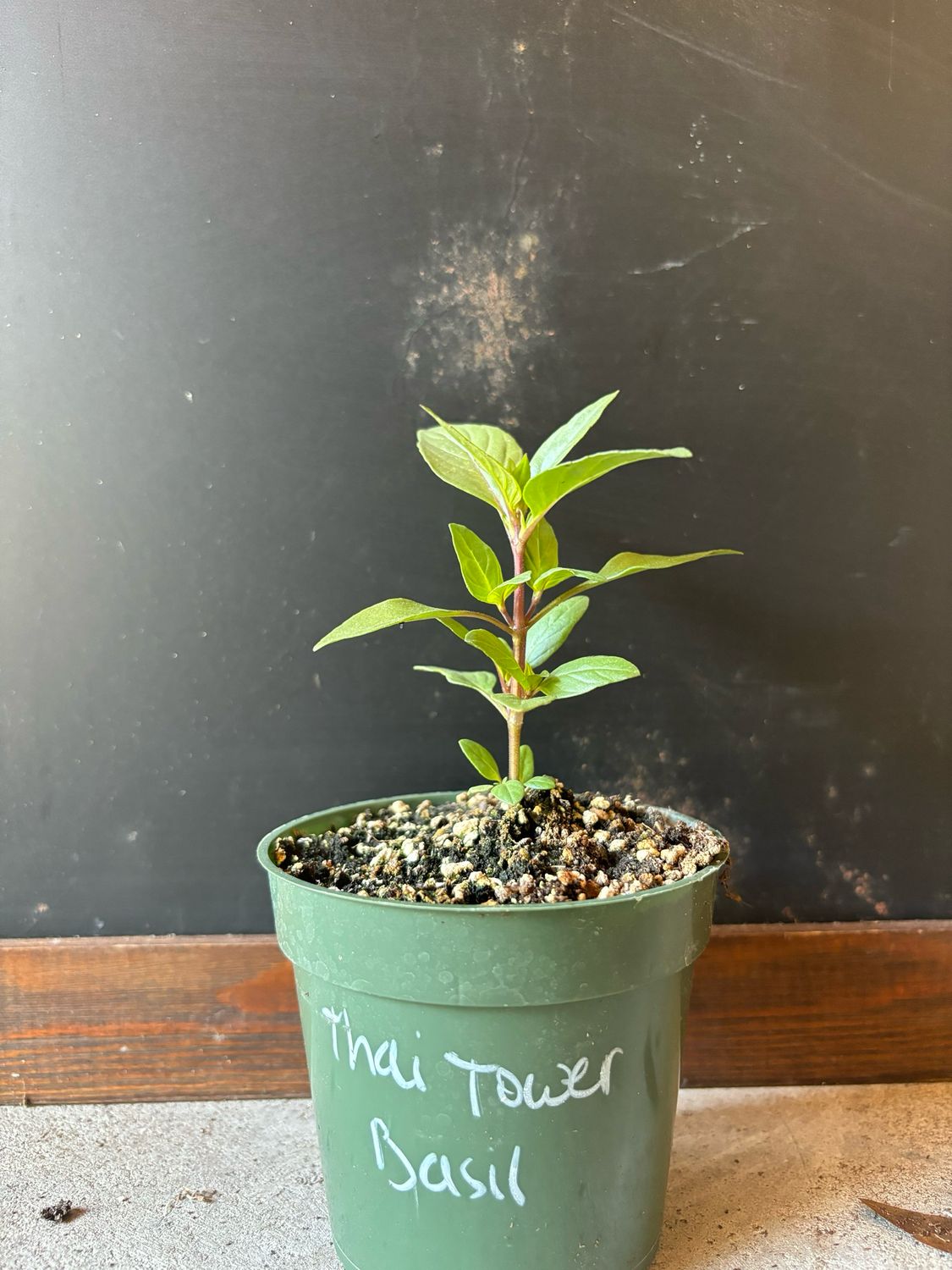 Basil - 'Thai Tower' (Ocimum basilicum) 4"