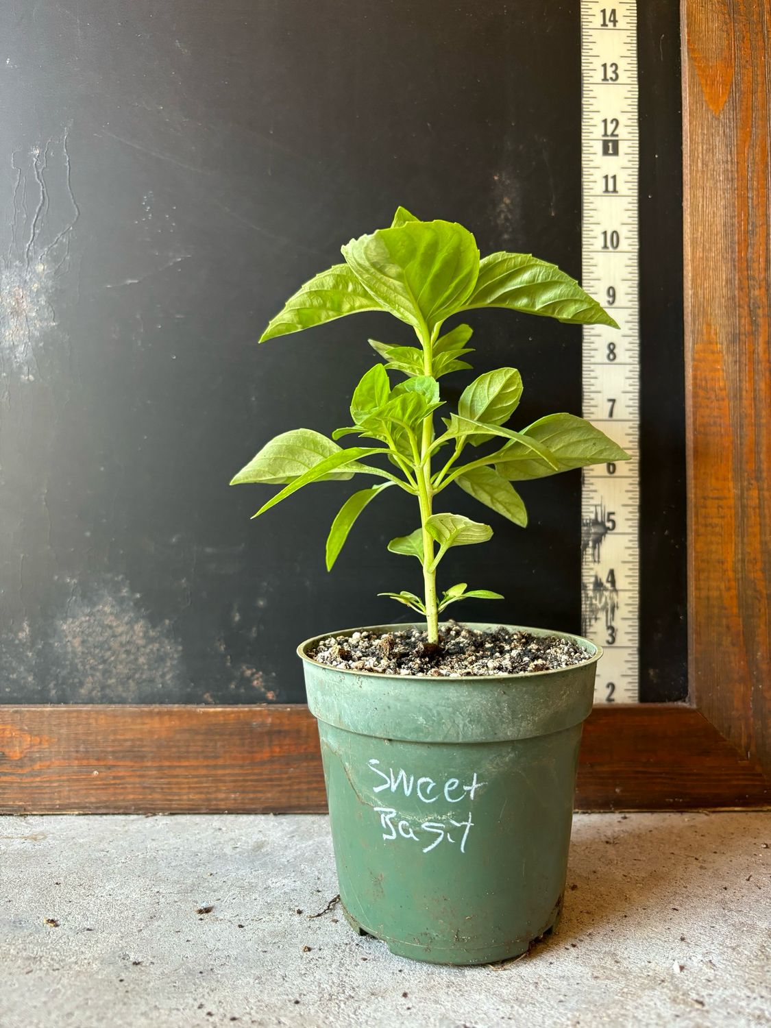 Basil - &#39;Sweet&#39; (Ocimum basilicum) 4&quot;