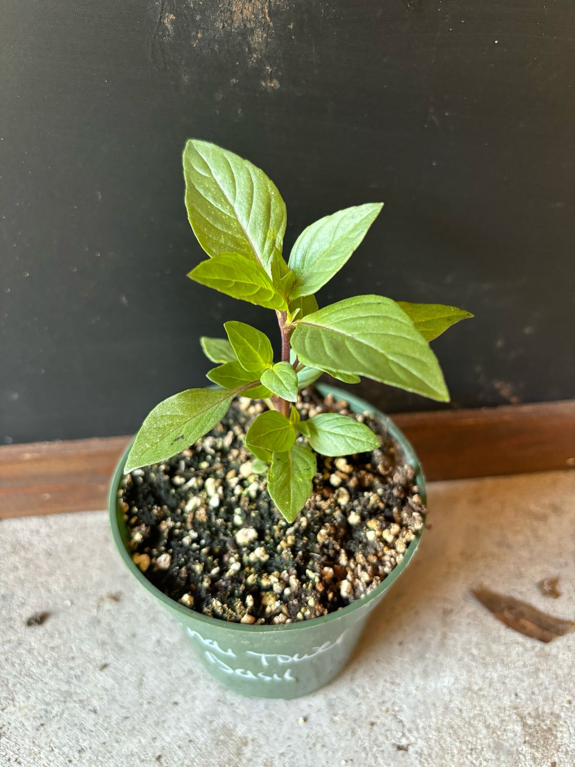 Basil - 'Thai Tower' (Ocimum basilicum) 4"
