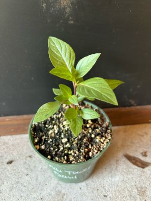 Basil - 'Thai Tower' (Ocimum basilicum) 4" Basil - 'Thai Tower' (Ocimum basilicum) 4"