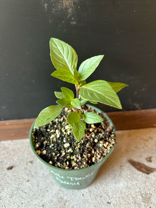 Basil - &#39;Thai Tower&#39; (Ocimum basilicum) 4&quot;