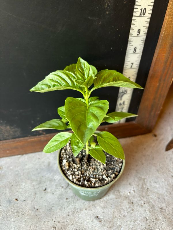 Basil - &#39;Sweet&#39; (Ocimum basilicum) 4&quot;
