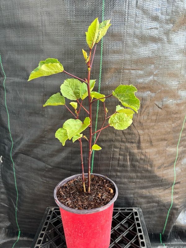 Hibiscus - Roselle (Hibiscus sabdariffa) 1G