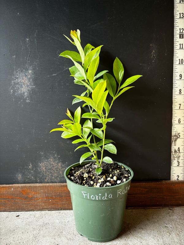 Blueberry - Florida Rose (Vaccinium virgatum &#39;Florida Rose&#39;) 4”