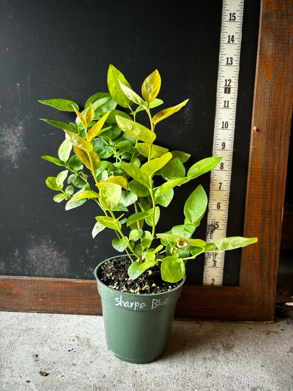 Blueberry - Sharpeblue (Vaccinium corymbosum hybrid &#39;Sharpblue&#39;) 4”