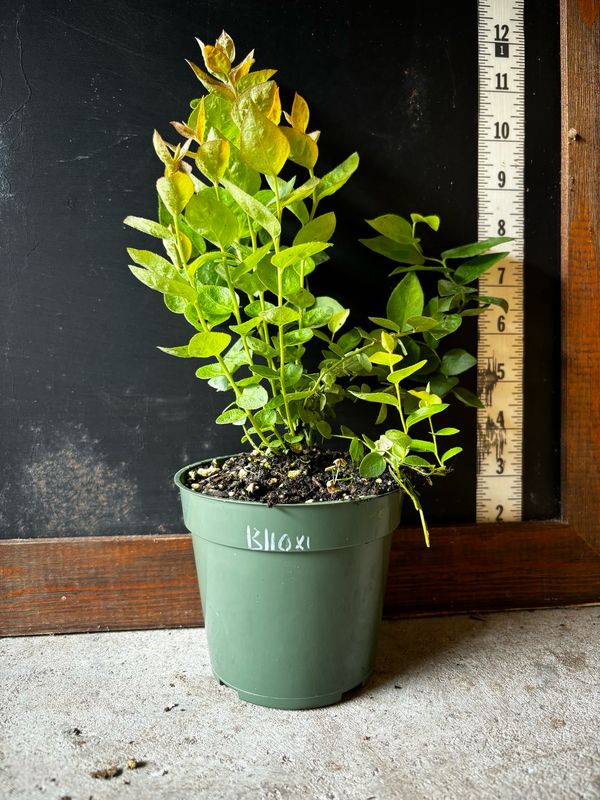 Blueberry - Biloxi (Vaccinium corymbosum x darrowii) 4”