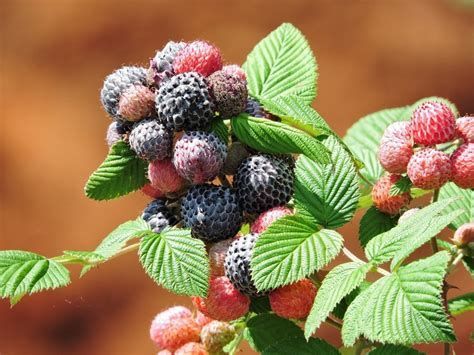 Raspberry - Mysore (Rubus niveus) 1G Raspberry - Mysore (Rubus niveus) 1G