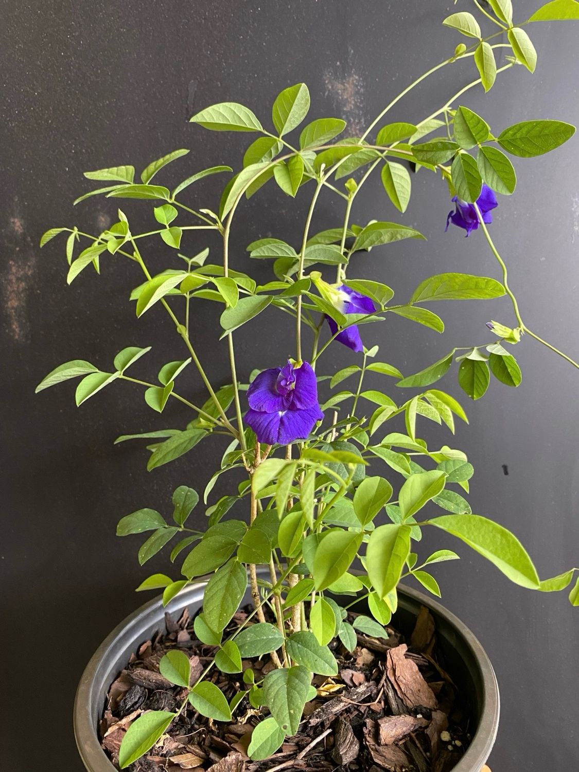 Butterfly Pea (Clitoria ternatea) 1G