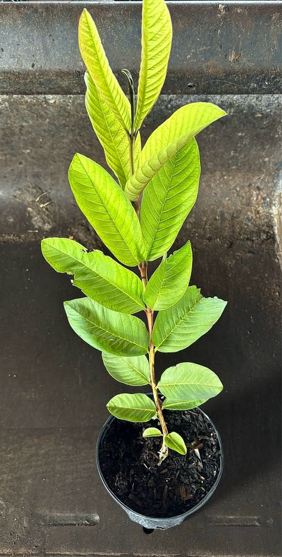 Guava - Ruby supreme 1G