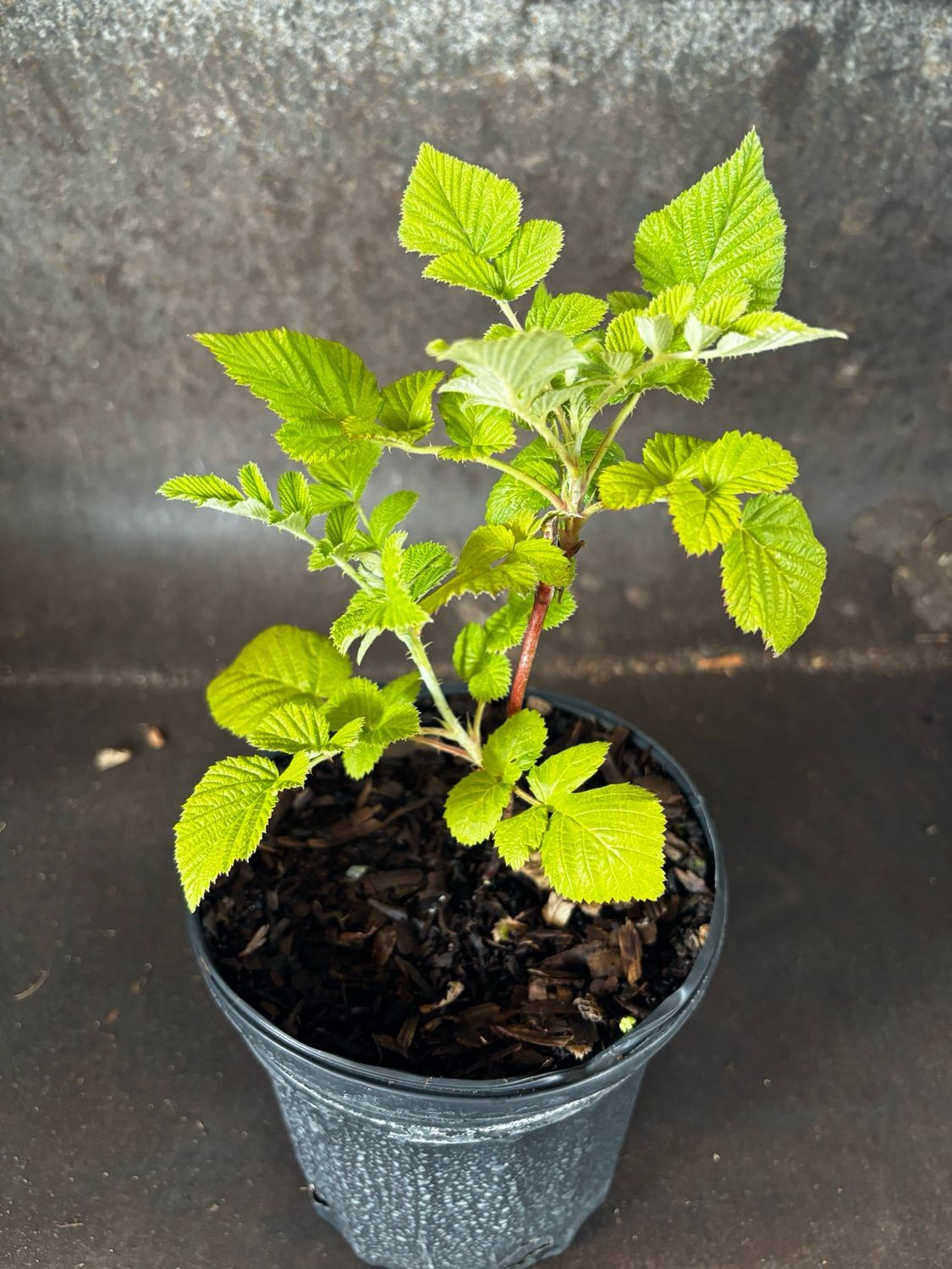 Raspberry - Mysore (Rubus niveus) 1G Raspberry - Mysore (Rubus niveus) 1G