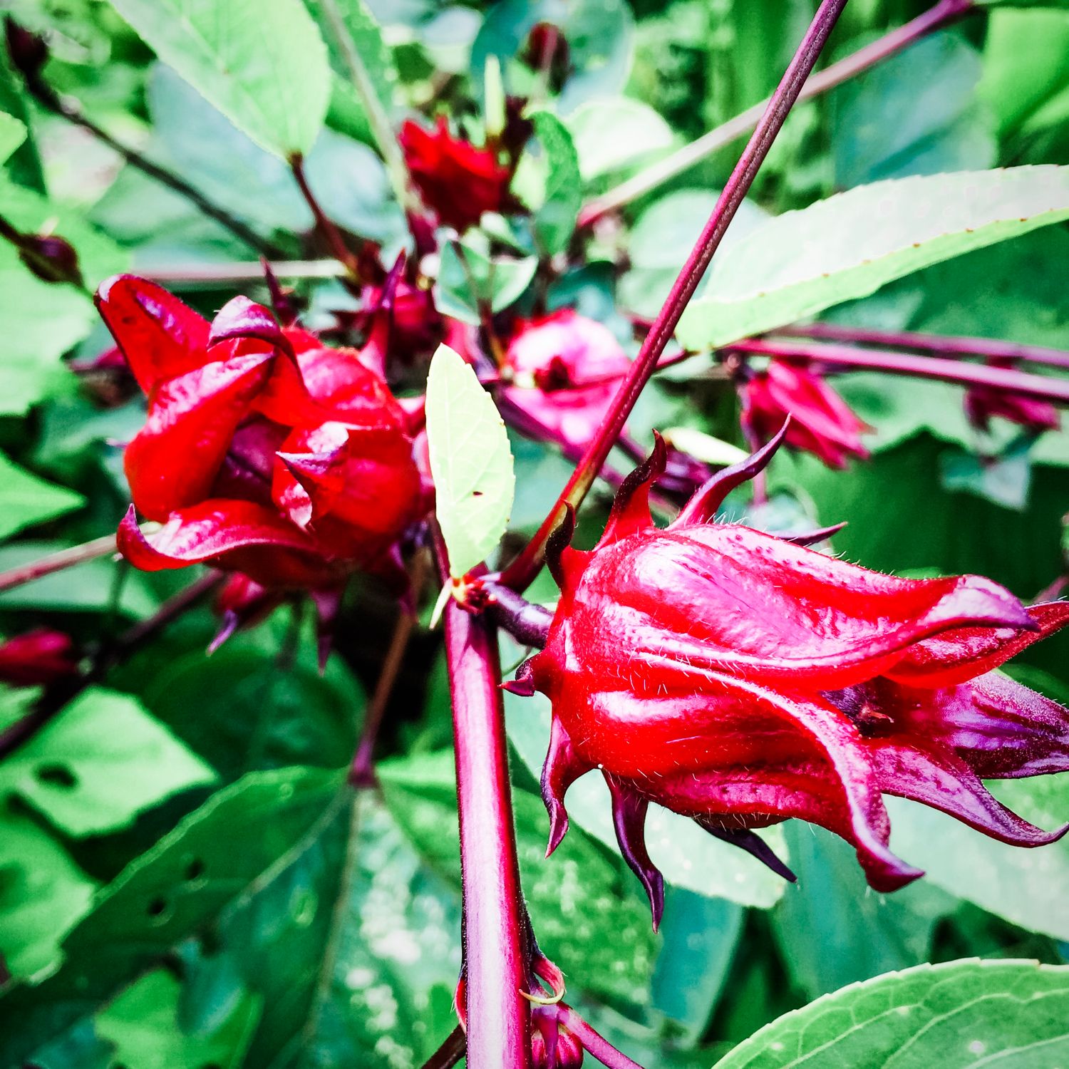Hibiscus - Roselle (Hibiscus sabdariffa) 4" Hibiscus - Roselle (Hibiscus sabdariffa) 4"