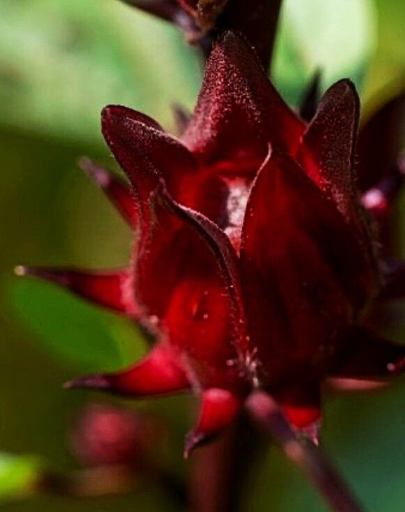 Hibiscus - Roselle (Hibiscus sabdariffa) 1G