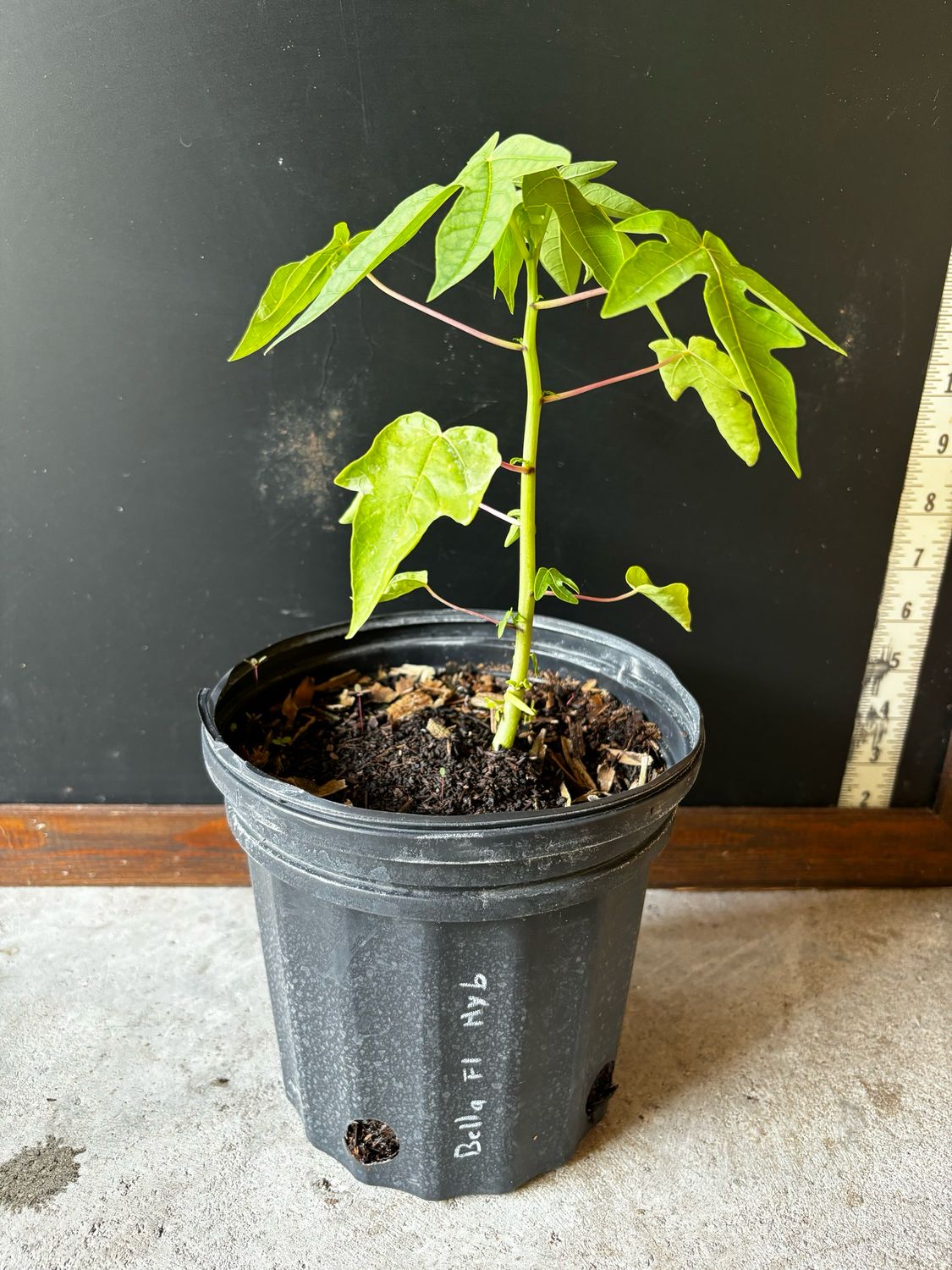 Papaya - 'Bella F1' (Hybrid) 1G Papaya - 'Bella F1' (Hybrid) 1G