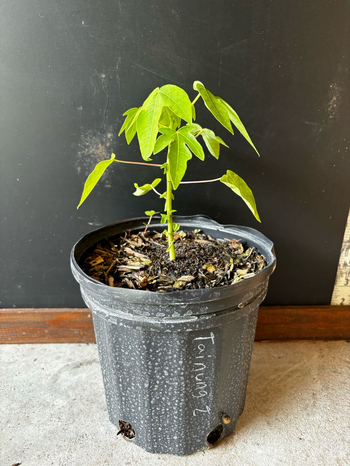 Papaya - 'Tainung 2' 1G