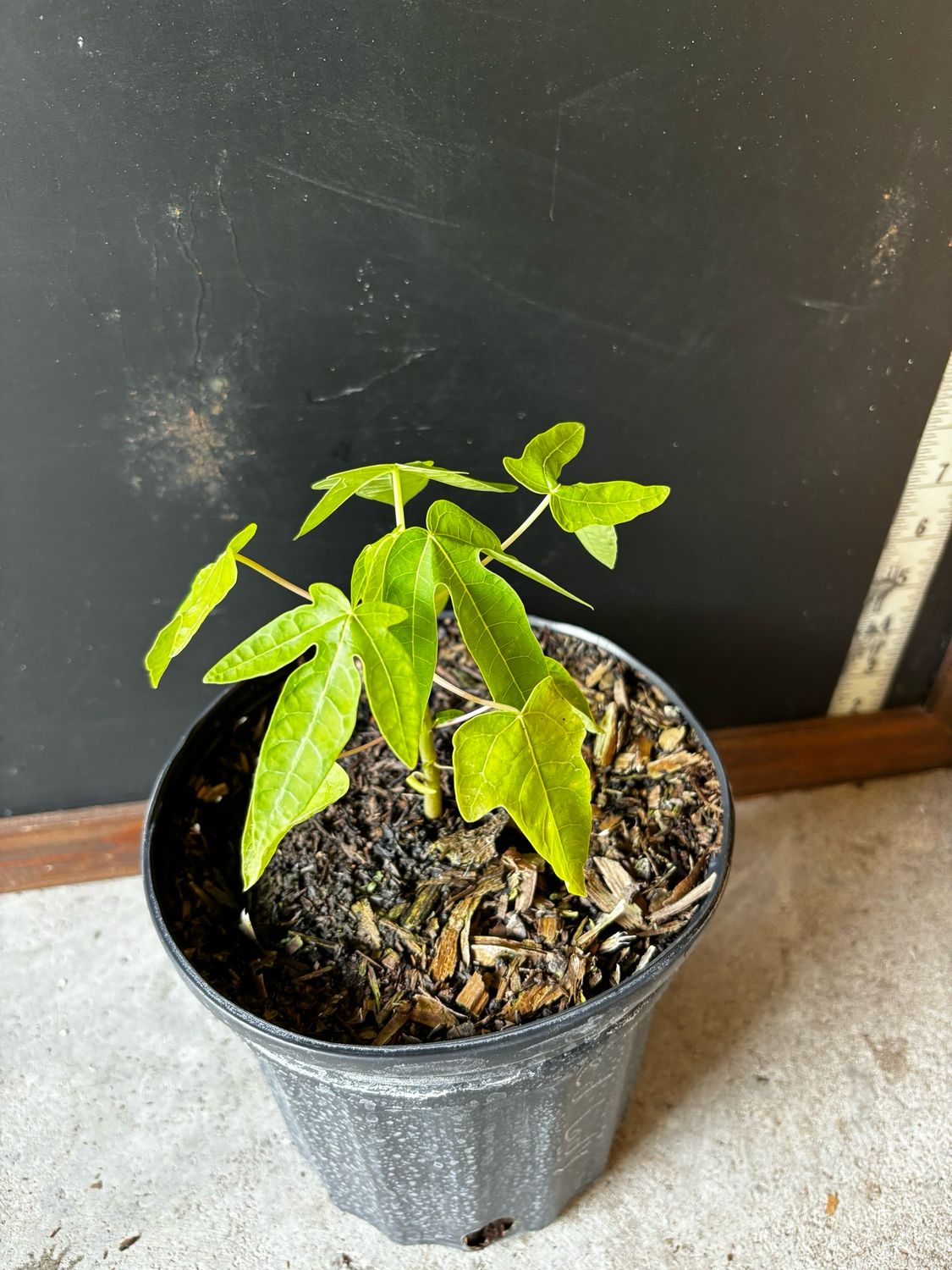 Papaya - 'Red Lady' 1G Papaya - 'Red Lady' 1G