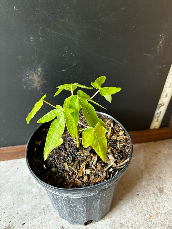 Papaya - Red Lady 1G Papaya - Red Lady 1G