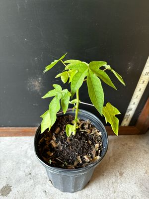 Papaya - 'Bella F1' (Hybrid) 1G Papaya - 'Bella F1' (Hybrid) 1G