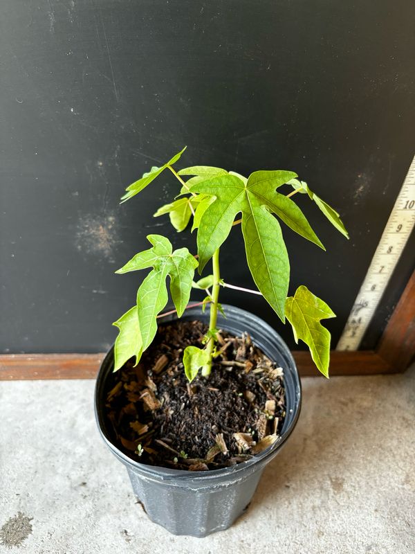 Papaya - Bella F1 Hybrid 1G