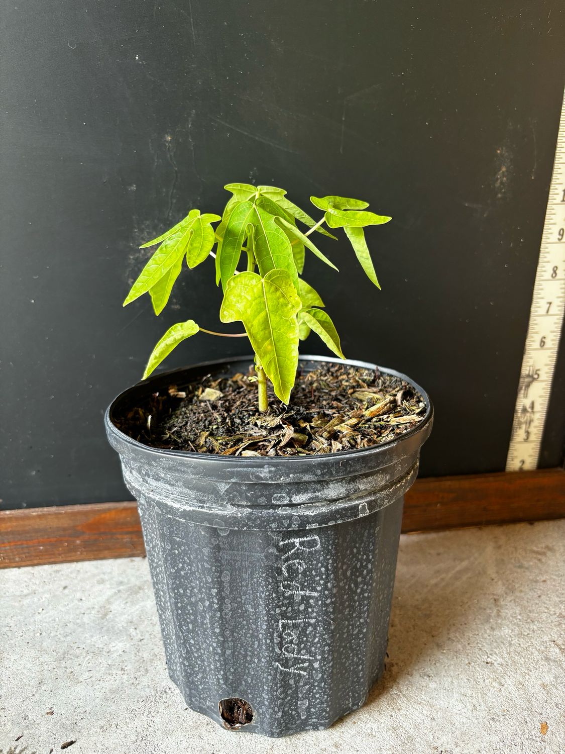 Papaya - 'Red Lady' 1G Papaya - 'Red Lady' 1G