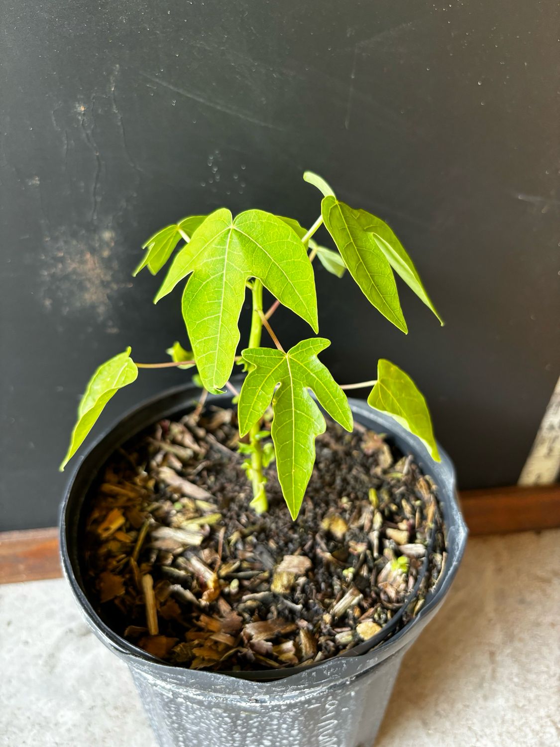 Papaya - 'Tainung 2' 1G