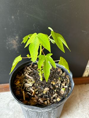 Papaya - 'Tainung 2' 1G Papaya - 'Tainung 2' 1G