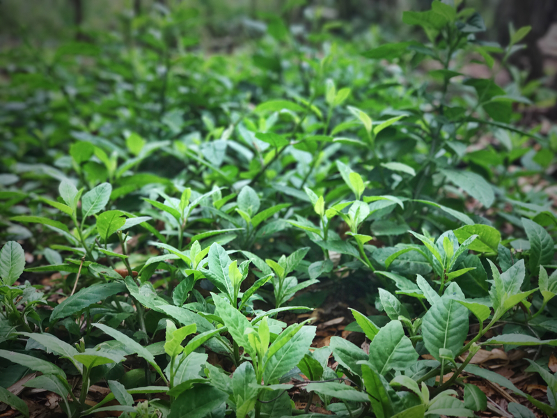 Spinach - Longevity (Gynura procumbens) 4&quot;
