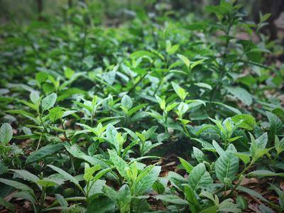 Spinach - Longevity (Gynura procumbens) 4"