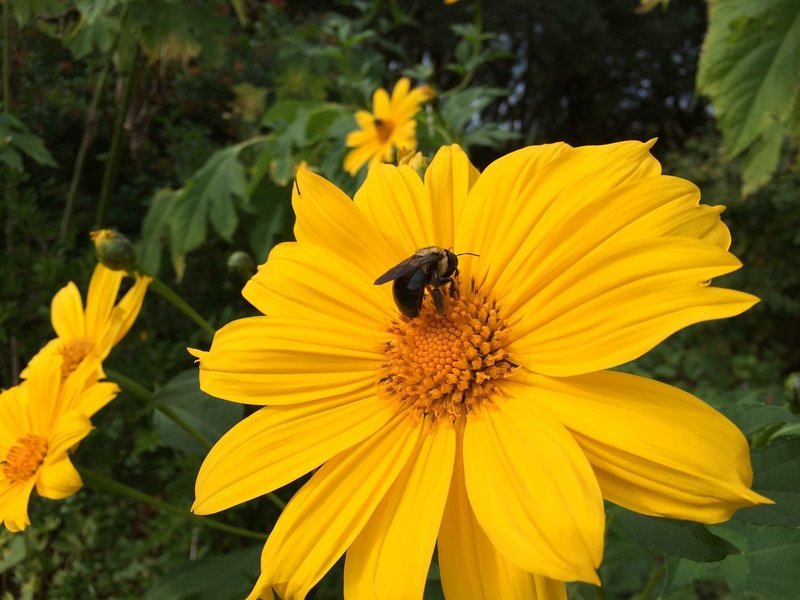 Mexican Sunflower (Tithonia diversifolia) 4" Mexican Sunflower (Tithonia diversifolia) 4"