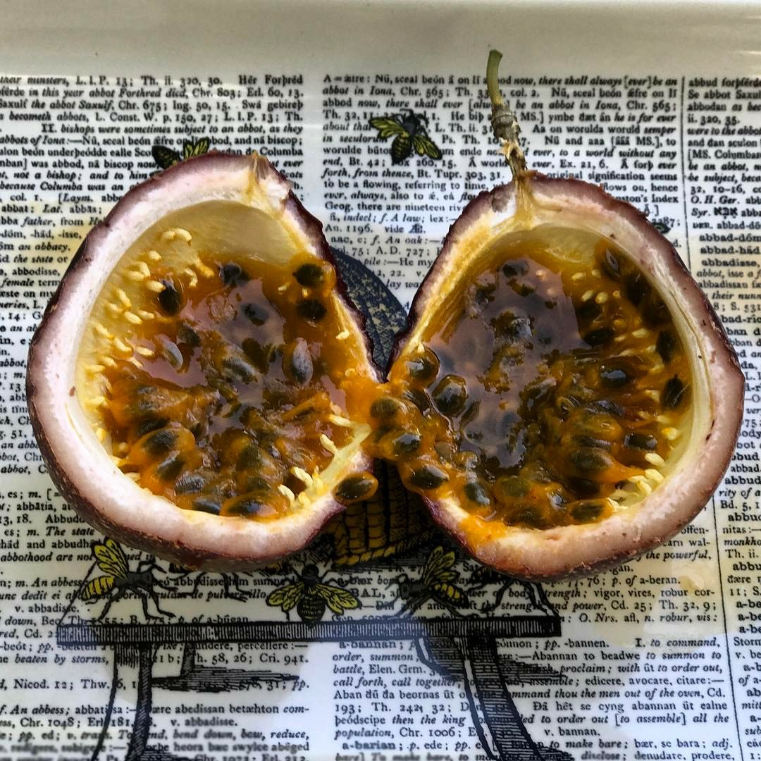 Passionfruit, &#39;Purple Possom&#39; (Passiflora edulis) 4&quot;