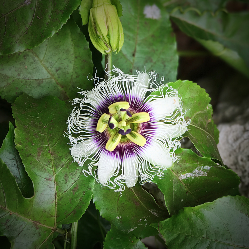 Passionfruit, &#39;Purple Possom&#39; (Passiflora edulis) 4&quot;