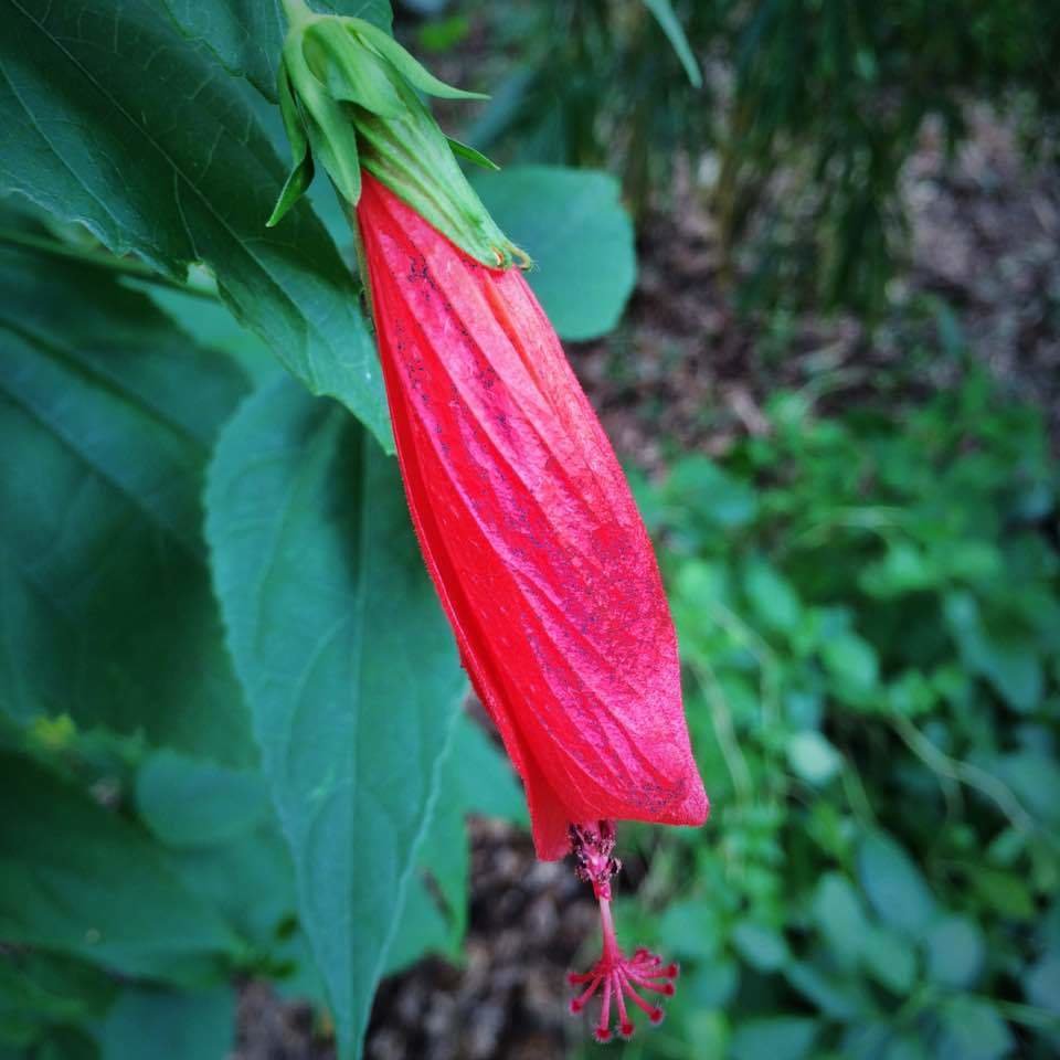 Hibiscus - Turk's Cap, Red (Malvaviscus penduliflorus) Edible flower 4" Hibiscus - Turk's Cap, Red (Malvaviscus penduliflorus) Edible flower 4"