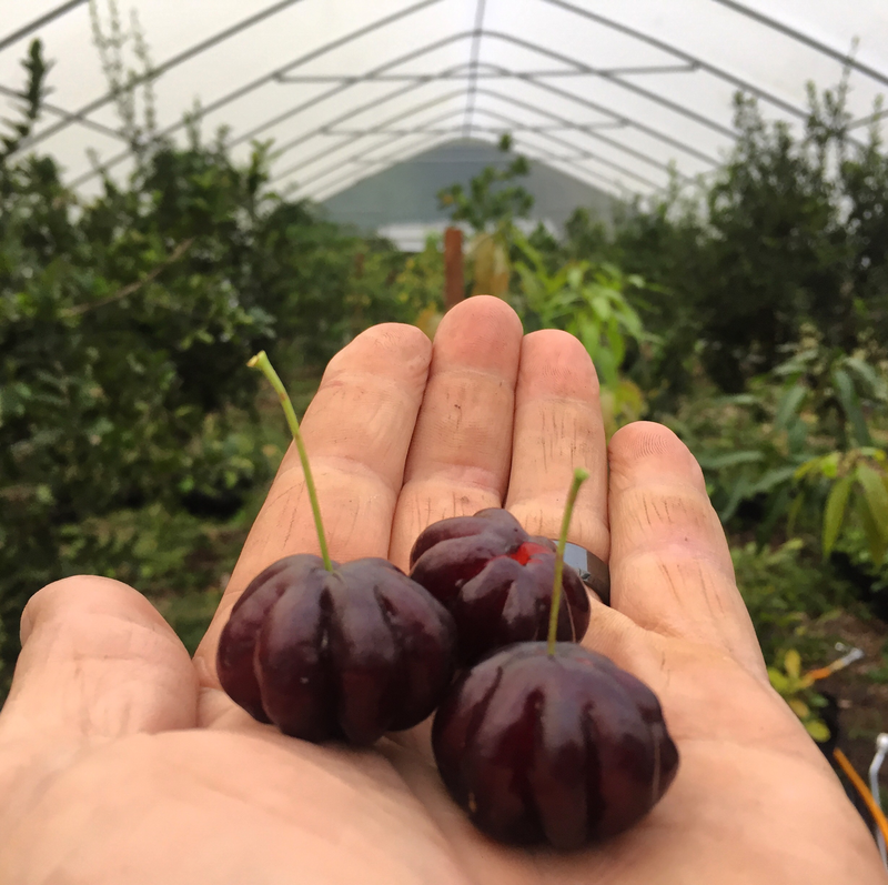 Surinam Cherry - &#39;Zill&#39;s Black&#39;  (Eugenia uniflora Pitanga) 3G