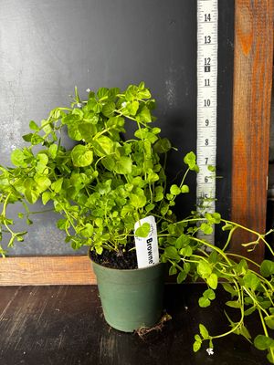 Browne’s Savory (Clinopodium brownei) – 4&quot;