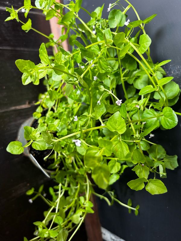 Mint - Browne’s Savory (Clinopodium brownei) – 4"