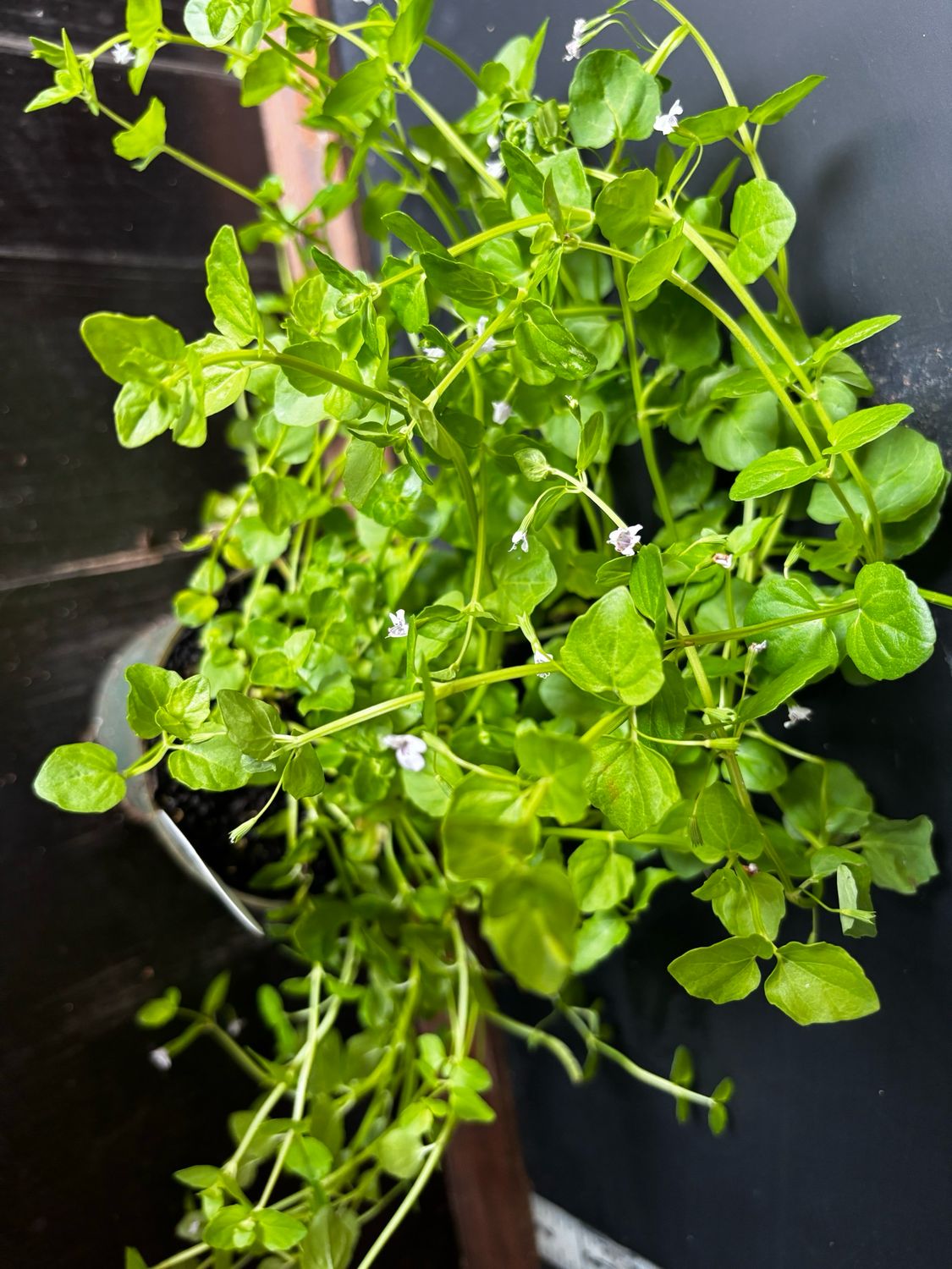 Browne’s Savory (Clinopodium brownei) – 4" Browne’s Savory (Clinopodium brownei) – 4"