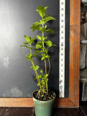 Mint - Mojito (Mentha x villosa) 4”
