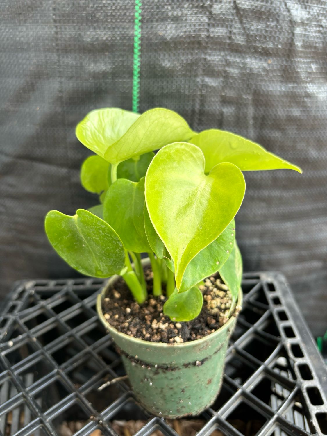 Monstera Deliciosa 4”